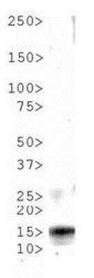 Western Blot: Histone H3 [p Thr6] Antibody [NB21-1051] - Analysis of H3pt6 in C. elegans embryo lysate. Observed molecular weight is ~15 kDa.